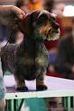 Crufts2011_2 1622